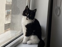 Maskeli british shorthair erkek oyuncu sağlıklı oyuncu