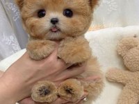 KAPIDA ÖDEMELİ TOY POODLE BEBEKLERİM