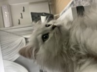 9 aylık oyuncu british longhair oğlumuz