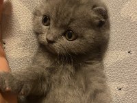 Son scottish fold bebek yeni yuvasını arıyor