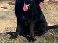 SOLİD BLACK SİYAH ALMAN ÇOBAN KÖPEĞİ