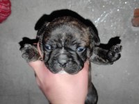 French bulldog 24 günlük