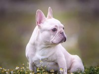 Cream French bulldog
