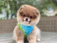 Pomeranian boo yavrum