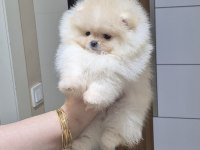 ÜST KALİTE TEACUP POMERANİAN ORİJİNAL IRK MİNİK PRENSES