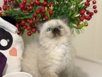 Safkan Ragdoll