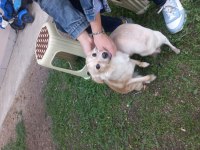 CHIHUAHUA (ŞİVAVA) DİŞİ YAVRU