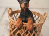 Gerçek safkan şecereli anne babadan europa doberman yavrular