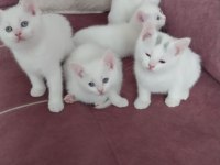 British shorthair bebeklerimiz yeni yuvalarına hazır