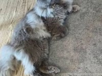 British Longhair 3 Yaşında