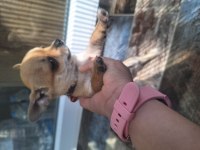 Ailevi sorunlardan şivava köpeğimizi sahiplendiriyoruz