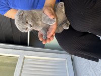 2 Aylık Yavrular scottish fold