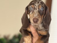 MAVİ GÖZLÜ ÖZEL DACHSHUND CHOCO MERLE
