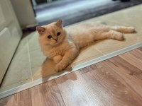 Acil sahiplendirme 11 aylık british longhair