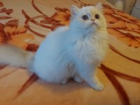British Longhair Dişi
