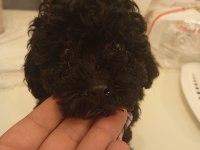 45 günlük poodle yavrumuz satılıktır