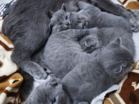 Scottish fold 1 aylık yavrular