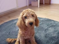 6 Aylık Dişi Poodle Linda