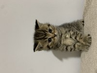 Sahibinden Golden Black Tabby British Shorthair Erkek Yavru