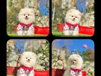 A kalite pomeranian boo