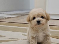 Maltipoo yavrularımın iddiasına bir bakın