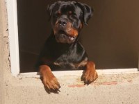 Genç Malinois Dişiler