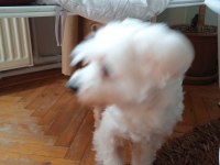 Maltese terrier 10 yaşında erkek