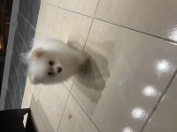 Acil Satılık Uygun Pomeranian Boo