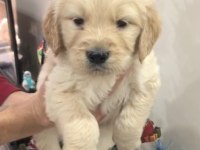 Golden retriever yavrular