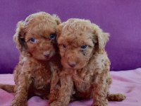 Poodle iki kardeş