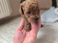 Safkan Toy Poodle Erkek Yavru Sevecen, Zeki ve Oyncu Dost