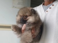 Orijinal Pomeranian Boo