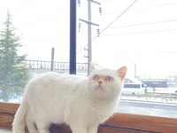ERKEK BRITISH SHORTHAIR KEDIMIZ