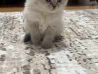 Kuru Mamaya Ve Kum Kabına Alışkın Sevimli Bir Scottish Fold
