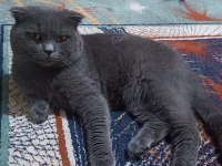 BRİTİSH SHORTHAİR KEDİME YENİ YUVA ARIYORUM ÜCRETLİ!