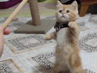 GOLDEN TABBY BRİTİSH SHORTHAİR
