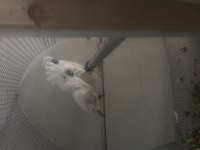 Kakadu umbrella çift dişi erkek