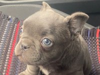 Tok kalite blue french bulldog