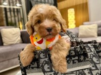 Maltipoo 4 aylık aşılı kimlikli evinizin neşesi