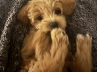 Maltipoo Yavru Köpeğimiz