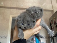 Scottish fold ve Straight GRİ
