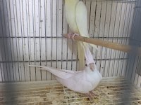 Dişi albino sultan papağanı