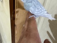 36 GÜNLÜK JUMBO ERKEK BEBEK MUHABBET KUŞU
