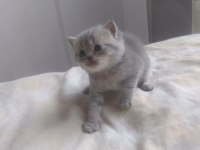 Teslime hazır british shorthair kediler