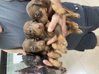 Kızıl ve siyah doberman roket yavrular