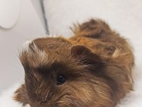 İstanbul Bağcılar sahibinden ginepig