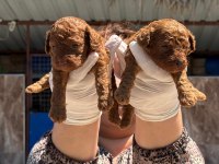 Toy poodle yavru köpekler