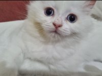 Kedi dişi iki ay iki hafta persian