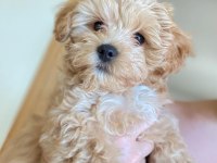 BİRİNCİ SINIF MALTİPOO YAVRULARI