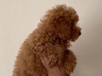4 aylık dişi kıvır kıvır bir poodle kız